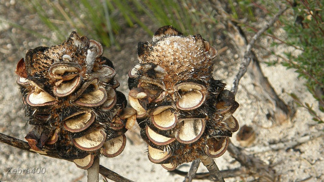 14-Interesting Little Desert flora.JPG